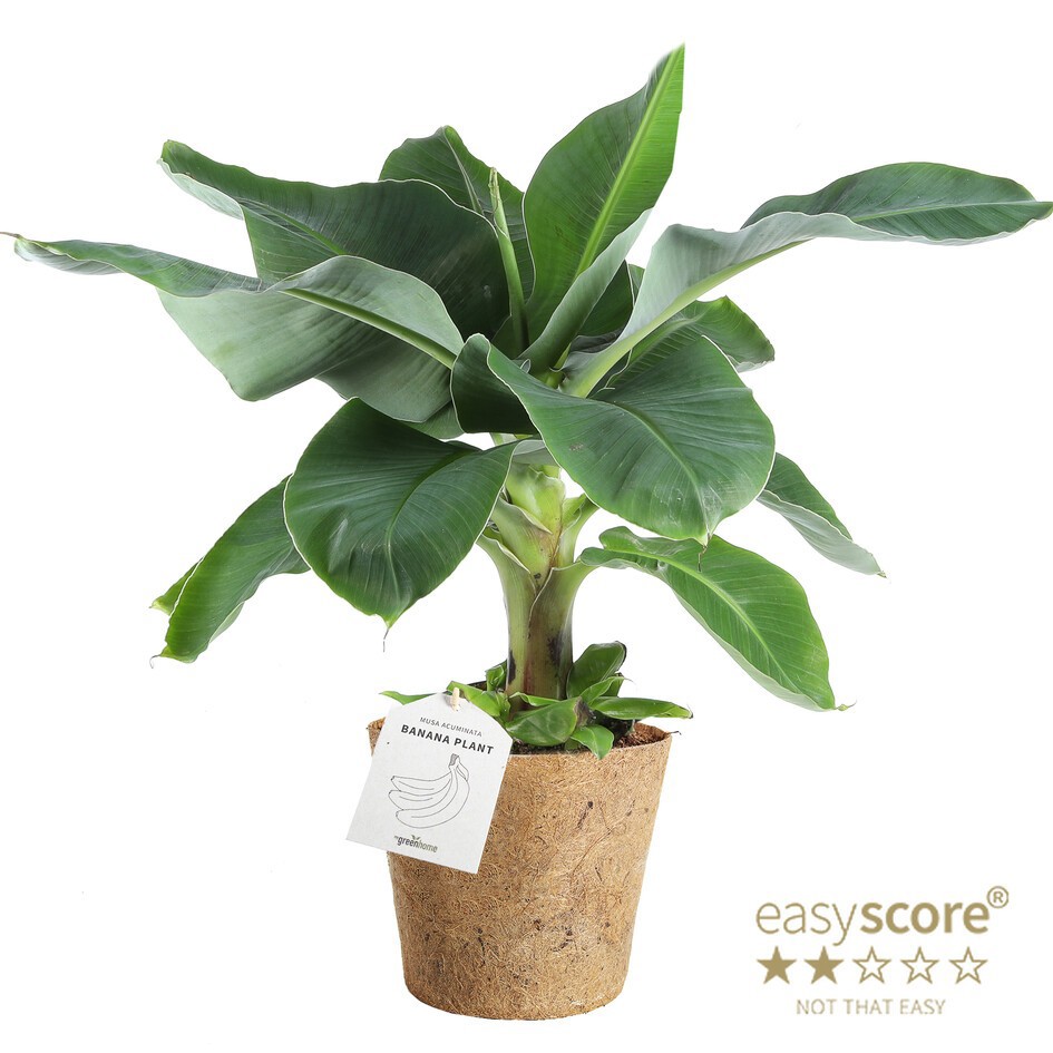 MUSA ACUMINATA COCOZ, D 17