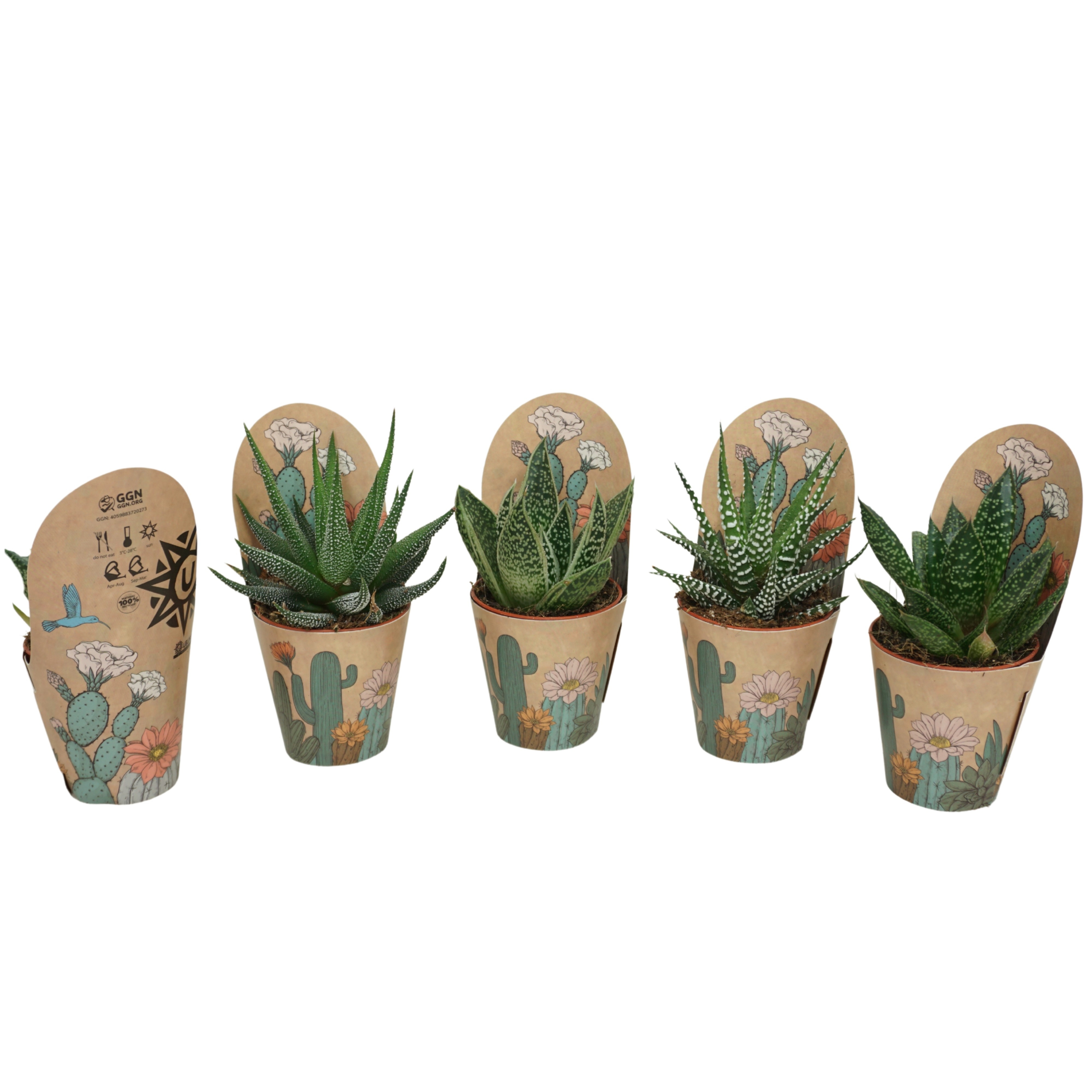 Aloë/Haworthia mix 5,5 cm in Ubink potcover, D 5,5