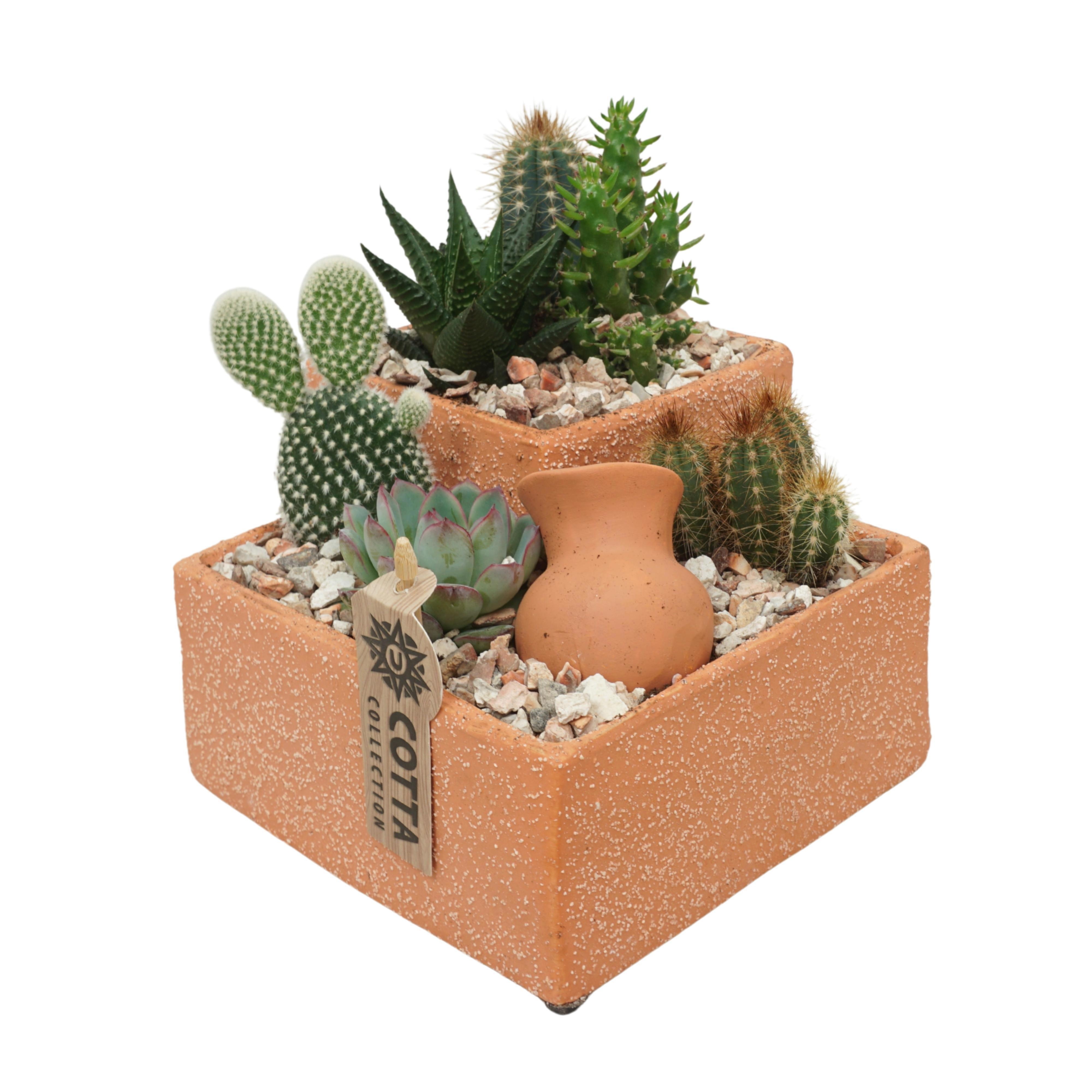 Cactus+Succulent arr. in '2 Level Terracotta Vierkant', D 18
