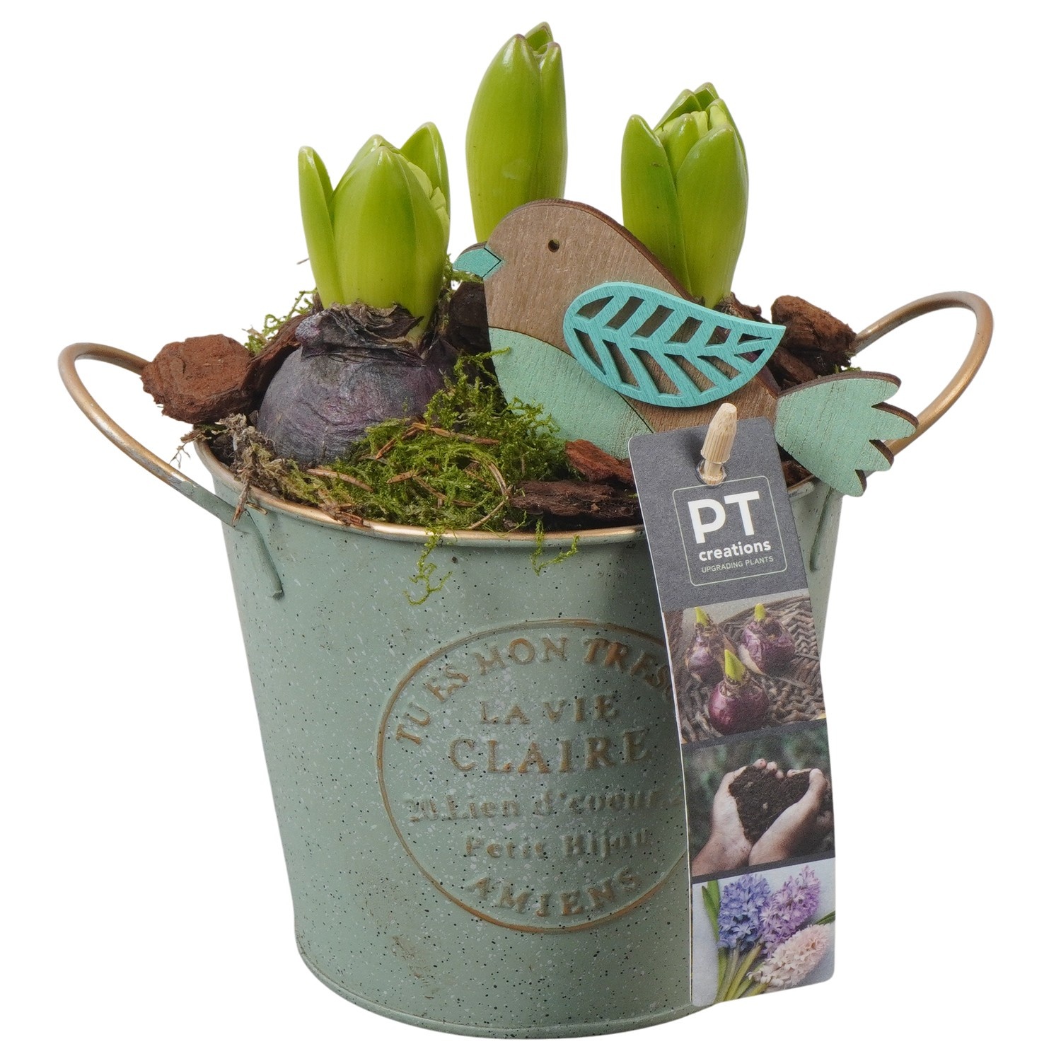 PTHC9124 Arrangement Hyacints in zink pot, D 13