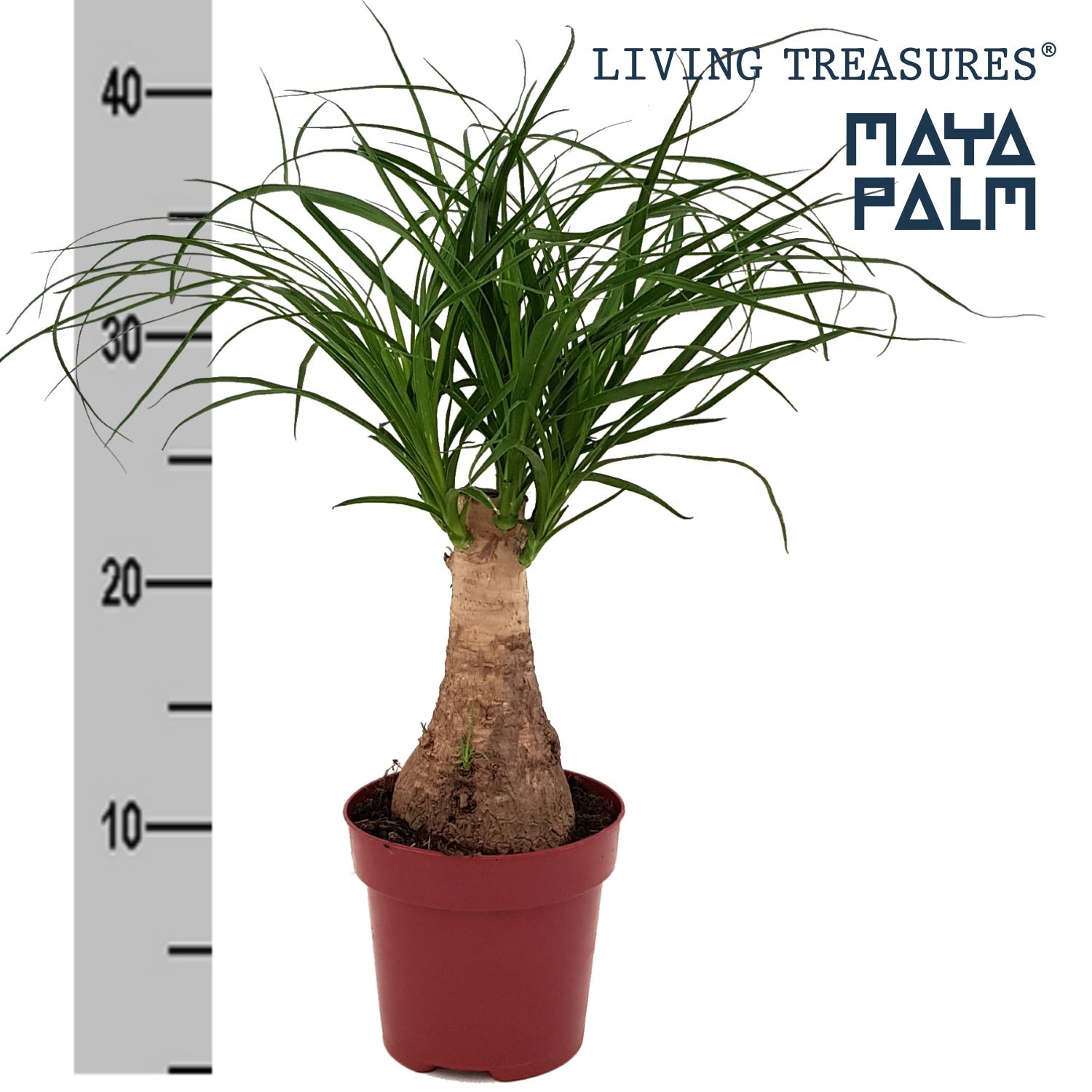Beaucarnea "Maya Palm" stam P12, D 12