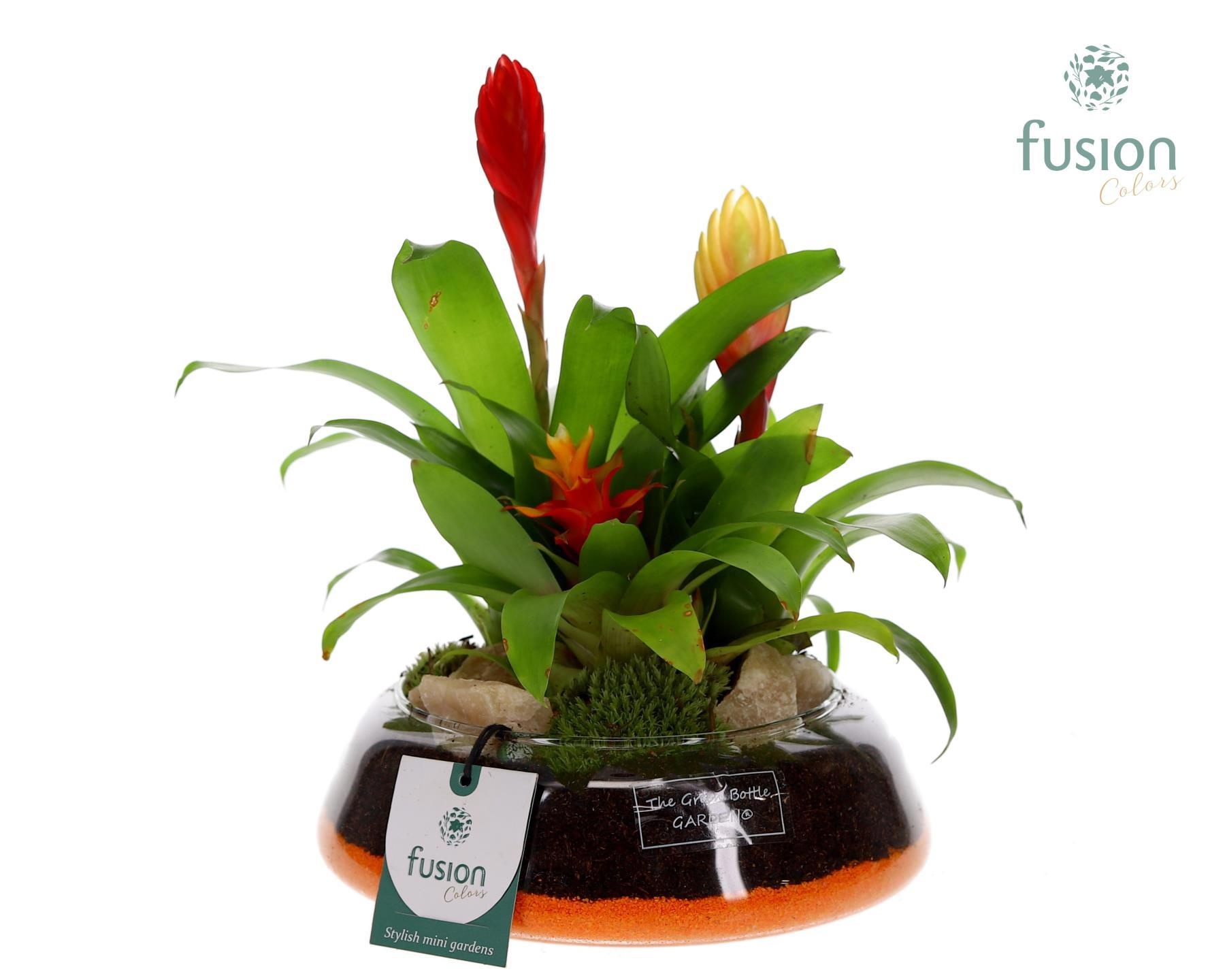 Green Bottle Christel Medium met Bromelia, D 19