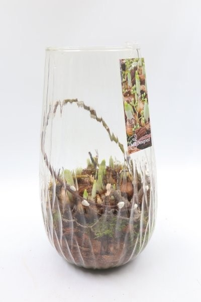 Narcis, vaas Lino, D 17