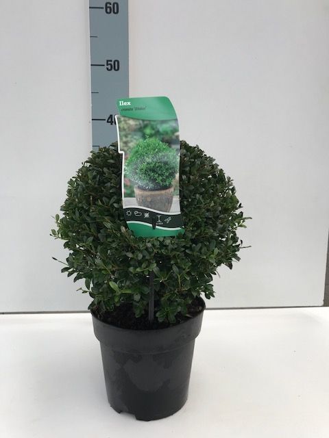 Ilex crenata 'Stokes' Bol overjarig (Potgekweekt ), D 17