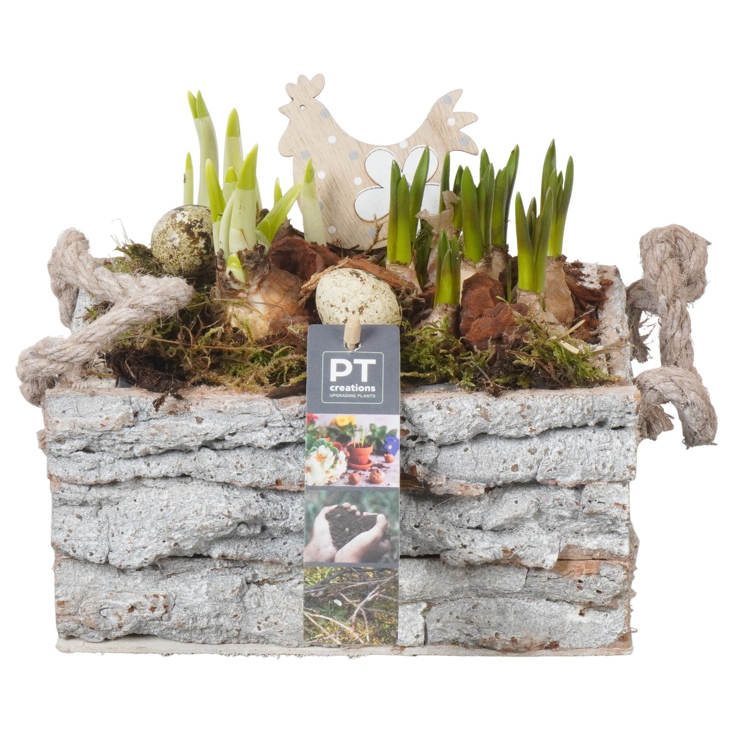 PTBMP5731 Arrangement Easter Bulbs Mix in houten rechthoekige bak, D 20