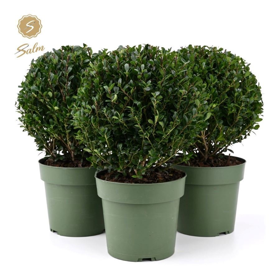 Ilex crenata 'Jenny'® Ball Ø20cm P17, D 17