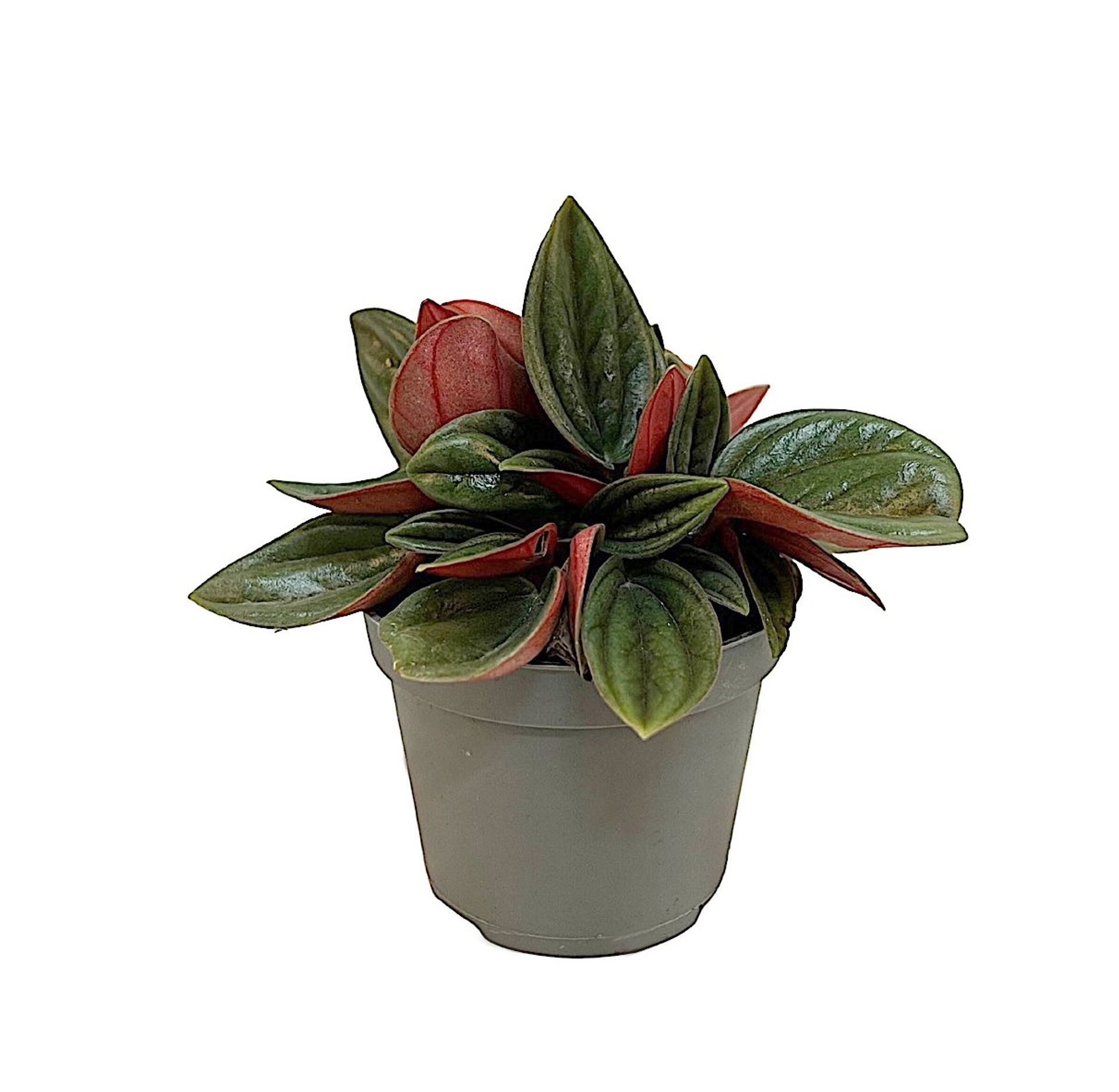 Peperomia Caperata Rosso� 6 cm, D 6