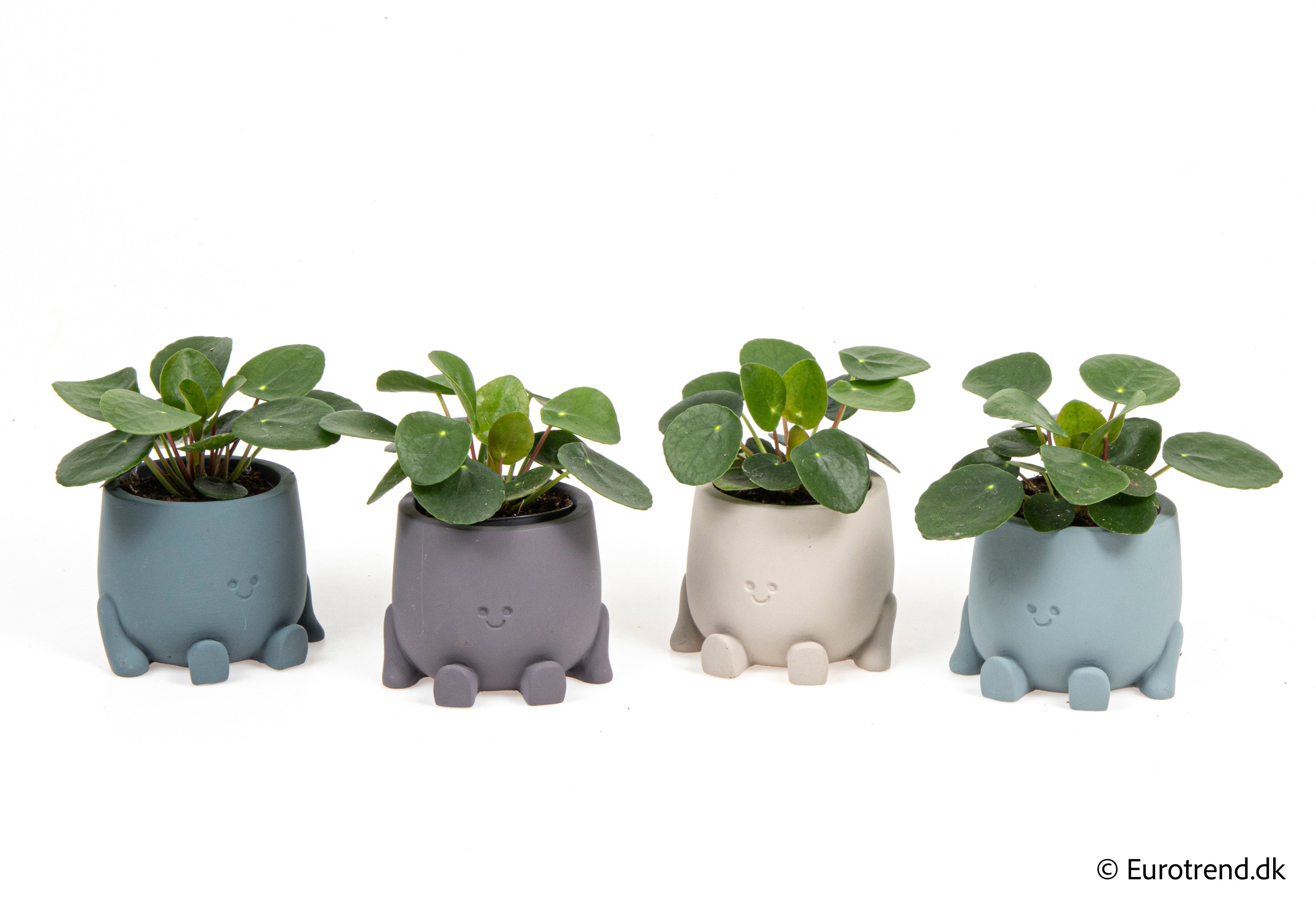 Pilea peperomoides in New Look ceramic 2026, D 6