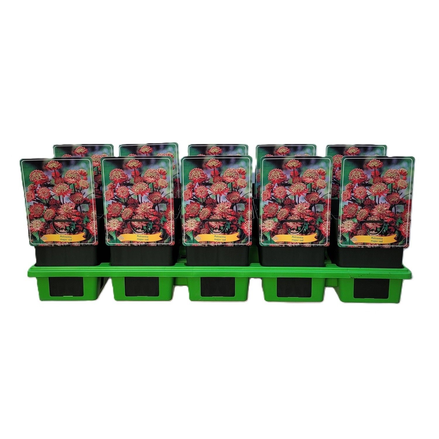 Astrantia Major Red P11, D 11