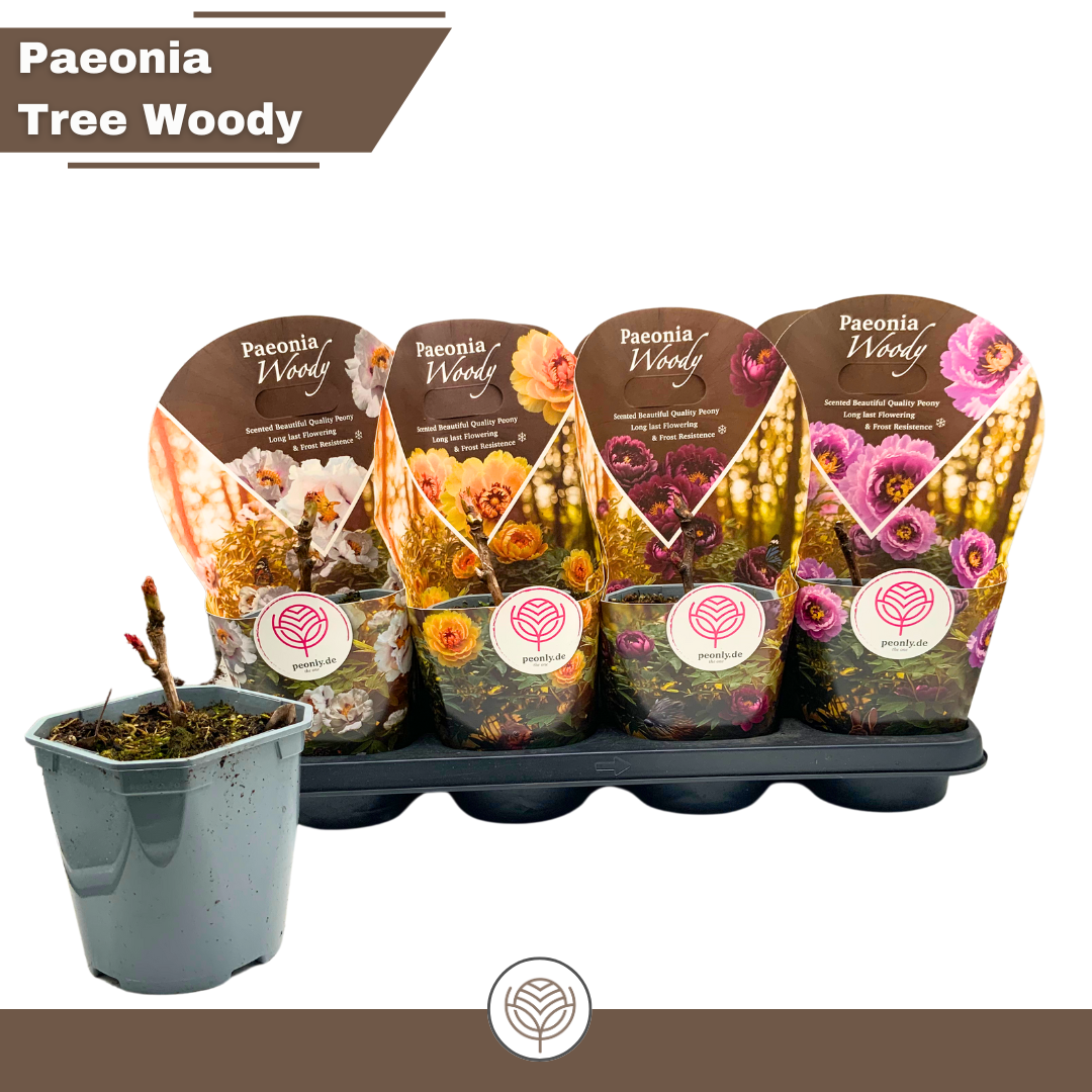 Paeonia Woody suffruticosa Mix pink/white/red/yellow, D 14