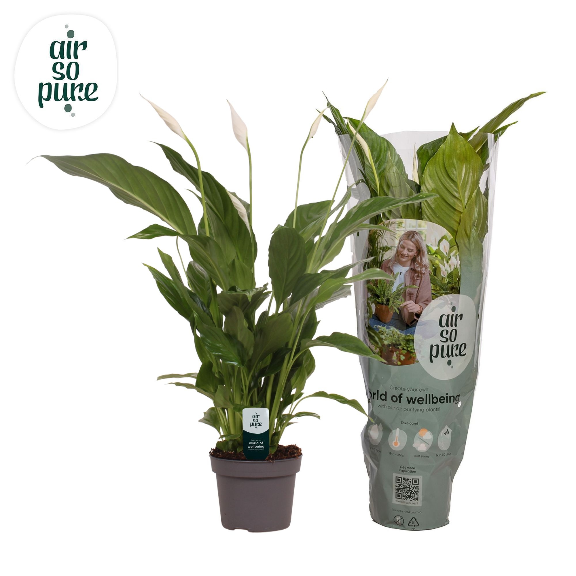 Spathiphyllum 13 cm Strauss Air So Pure, D 13