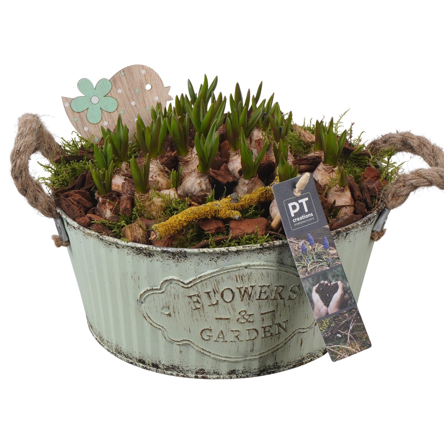 PTMB6169 Arrangement Muscari Blue in zink schaal, D 22