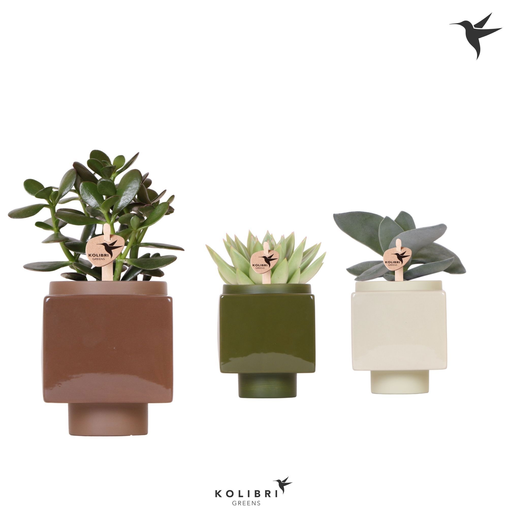Kolibri Greens Succulenten mix in Cube pot mix, D 9