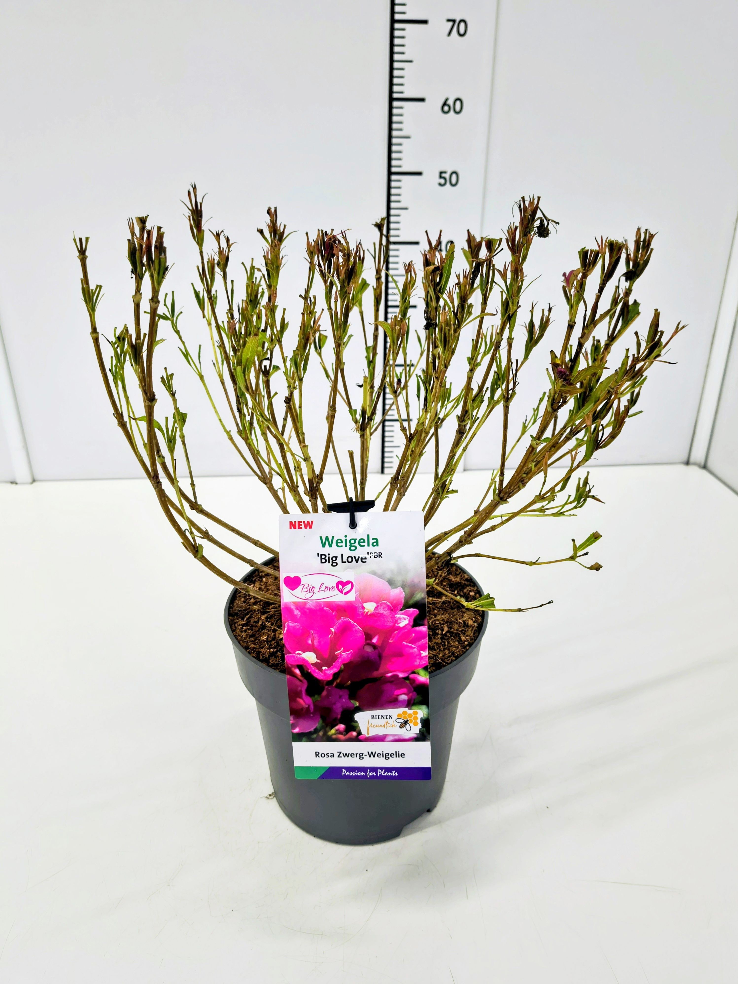 Weigela 'Big Love' C5, D 23