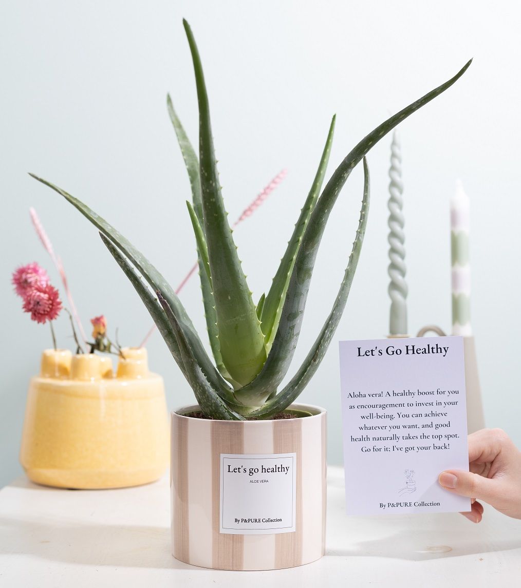 Aloe Vera Gift "Let's go healthy" WITH GREETING CARD!!!, D 12