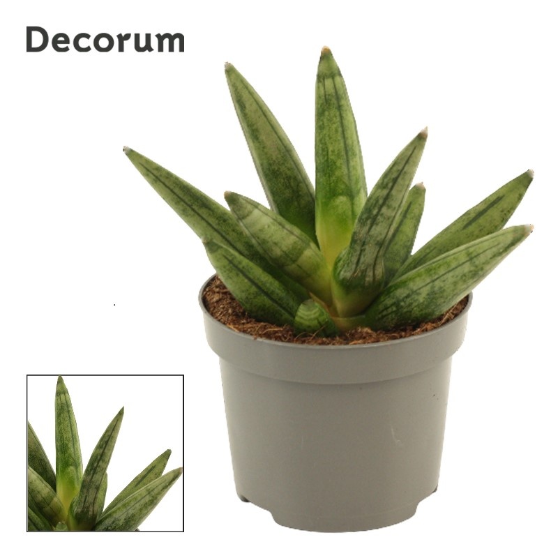 Sansevieria Hedgehog Crown 9 cm (Decorum), D 9