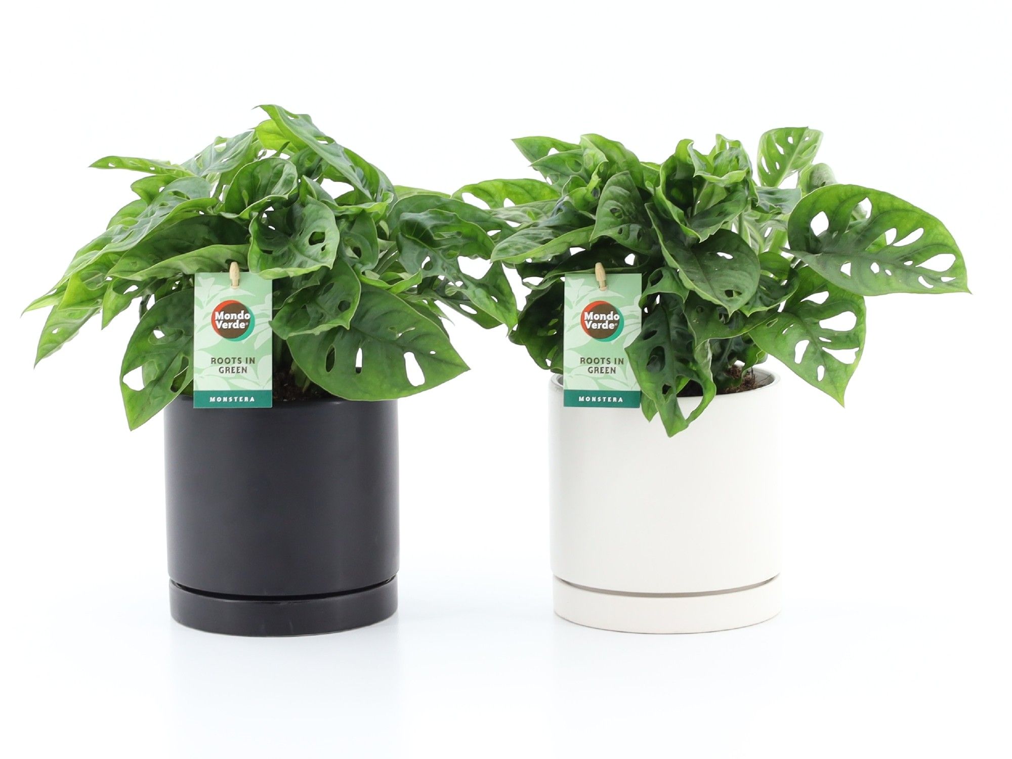 Monstera Adansonii in Hainan keramiek, D 13