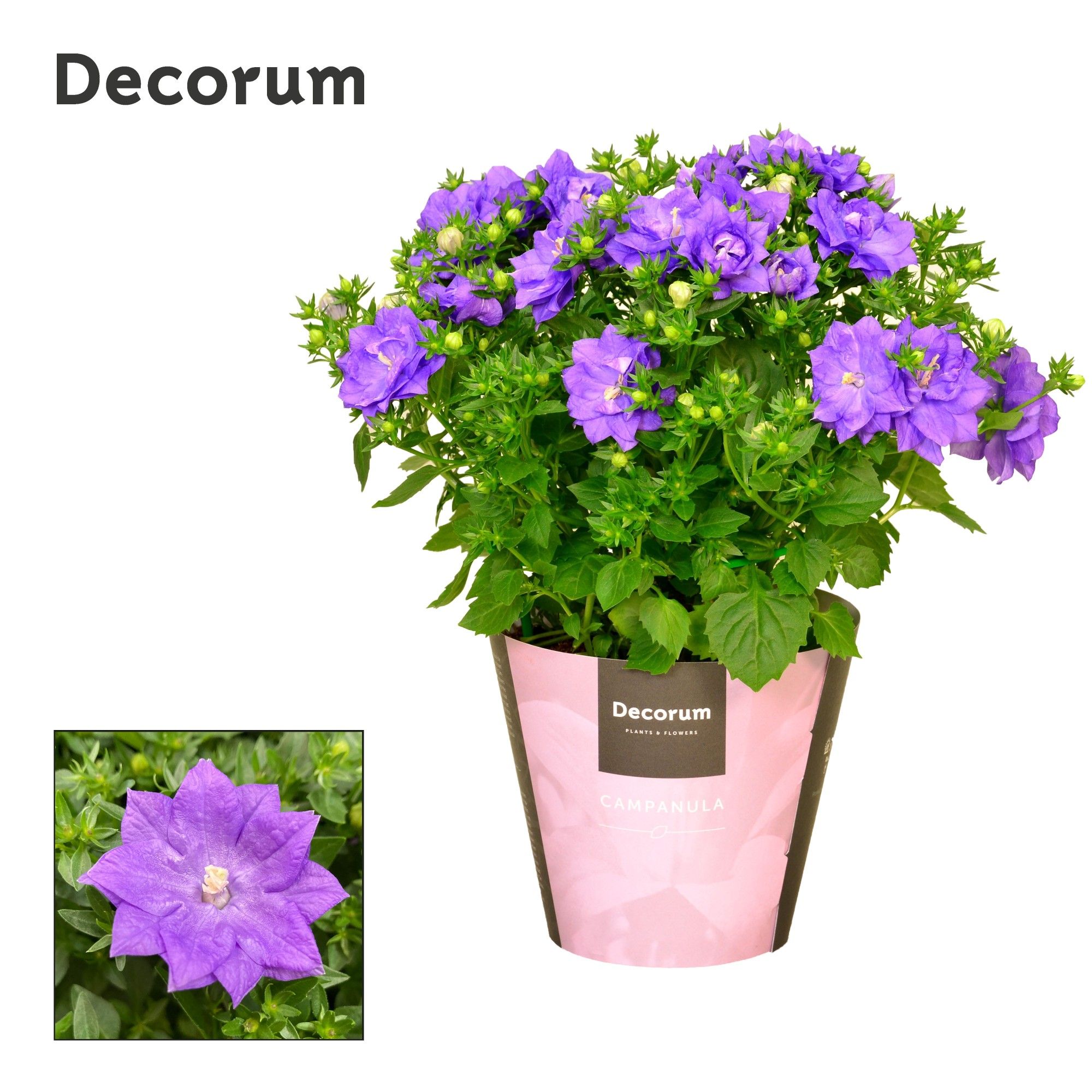 Campanula iso. Dublin Blue Decorum, D 11