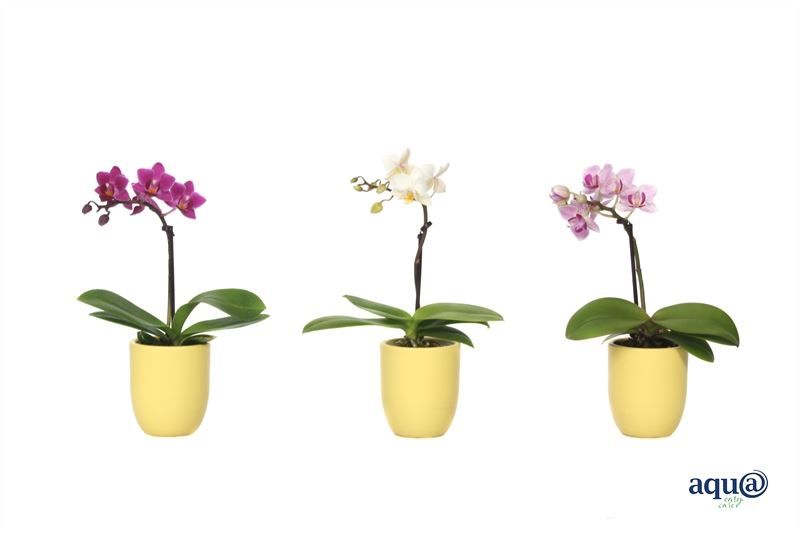 Hugo p06 citrus Phal Tiny Dolls mix 1T07+ Aqu@, D 6