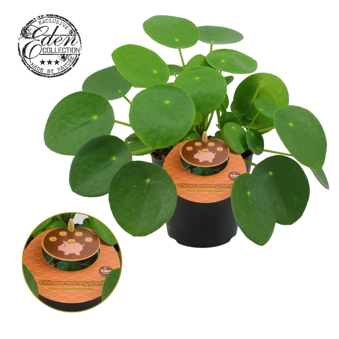 Pilea Peperomioides 12cm Engels etiket, D 12