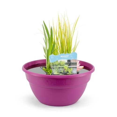 Terrasschaal fuchsia met mixmand, D 40