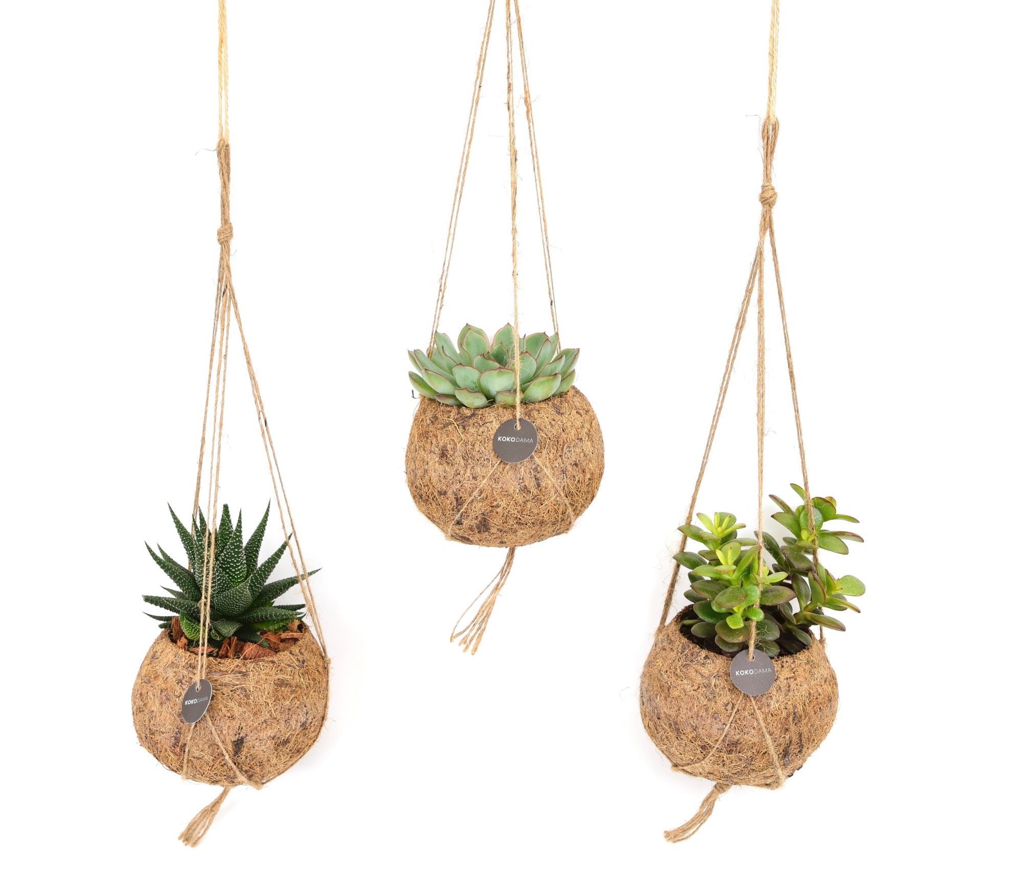 Kokodama 12 cm Succulent mix, D 12