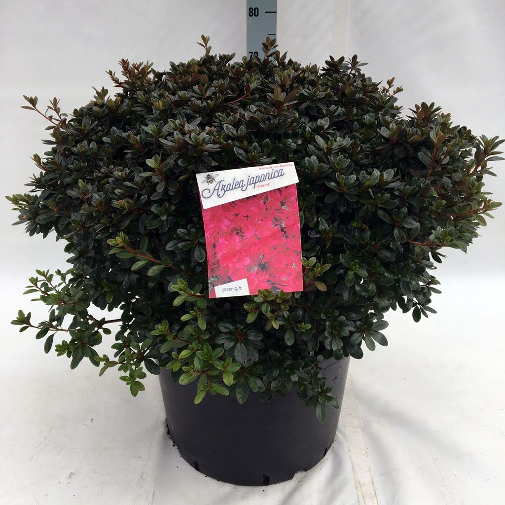 Rhodo. (AJ) 'Thierry' red, D 45
