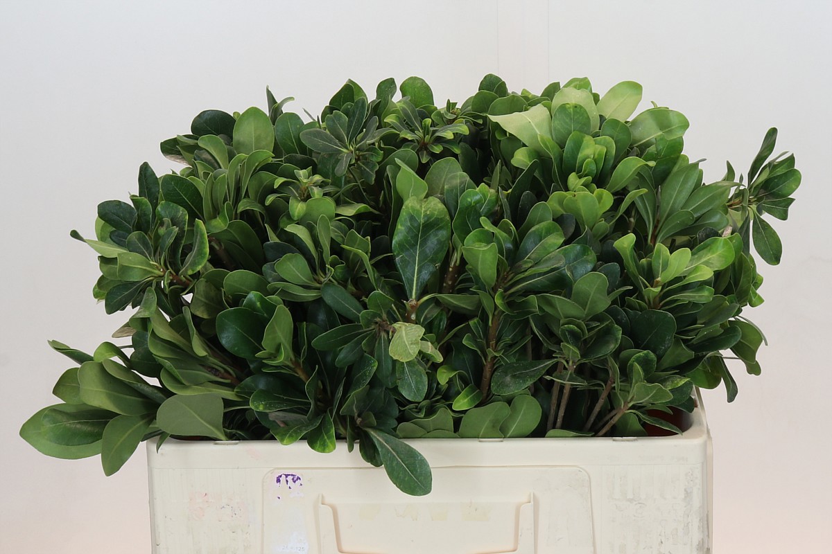 Питтоспорум Нурит 55, шт.