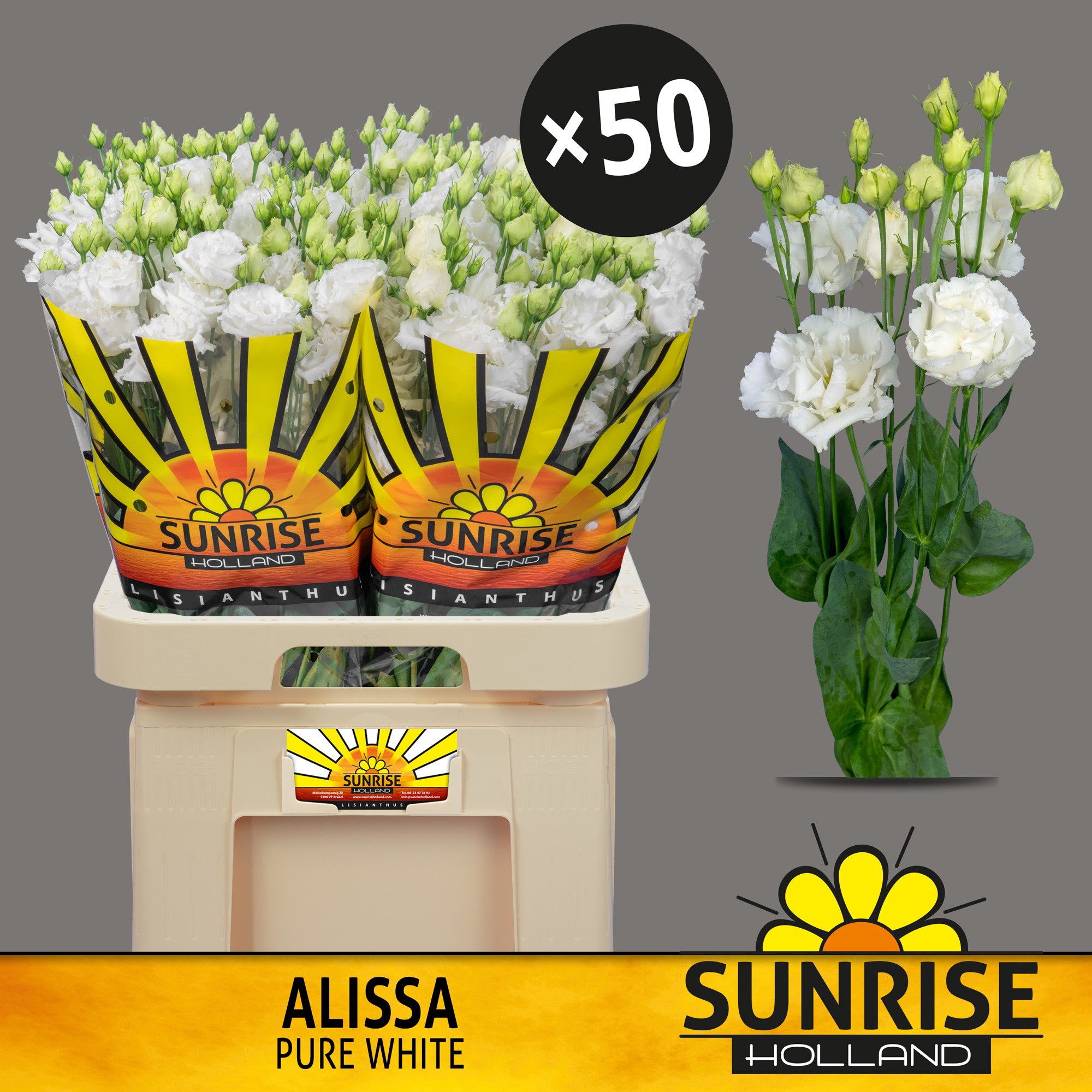 Эустома Алисса Пьюр Вайт 70 (бел.), шт.