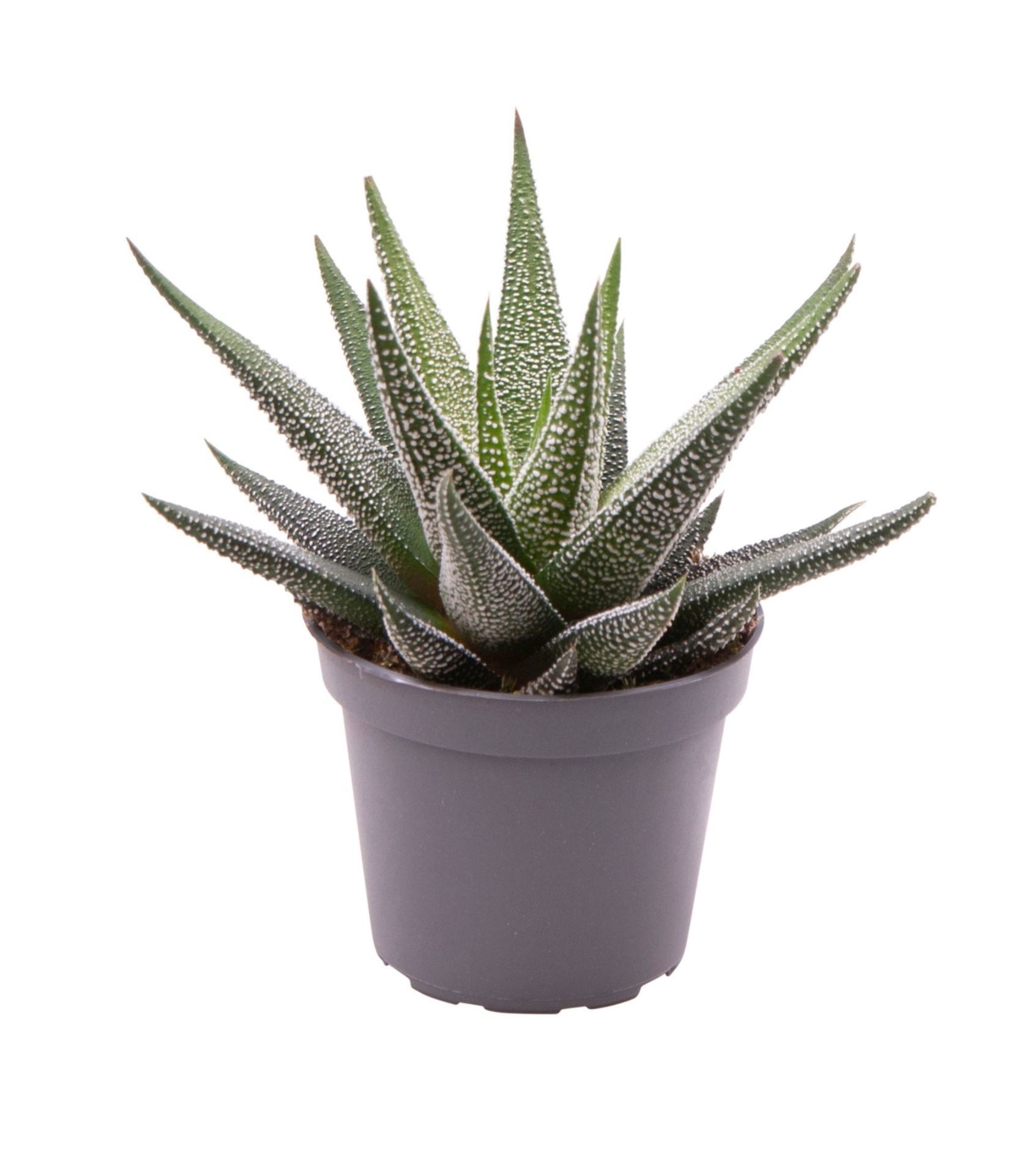 Haworthia Concolor, D 6