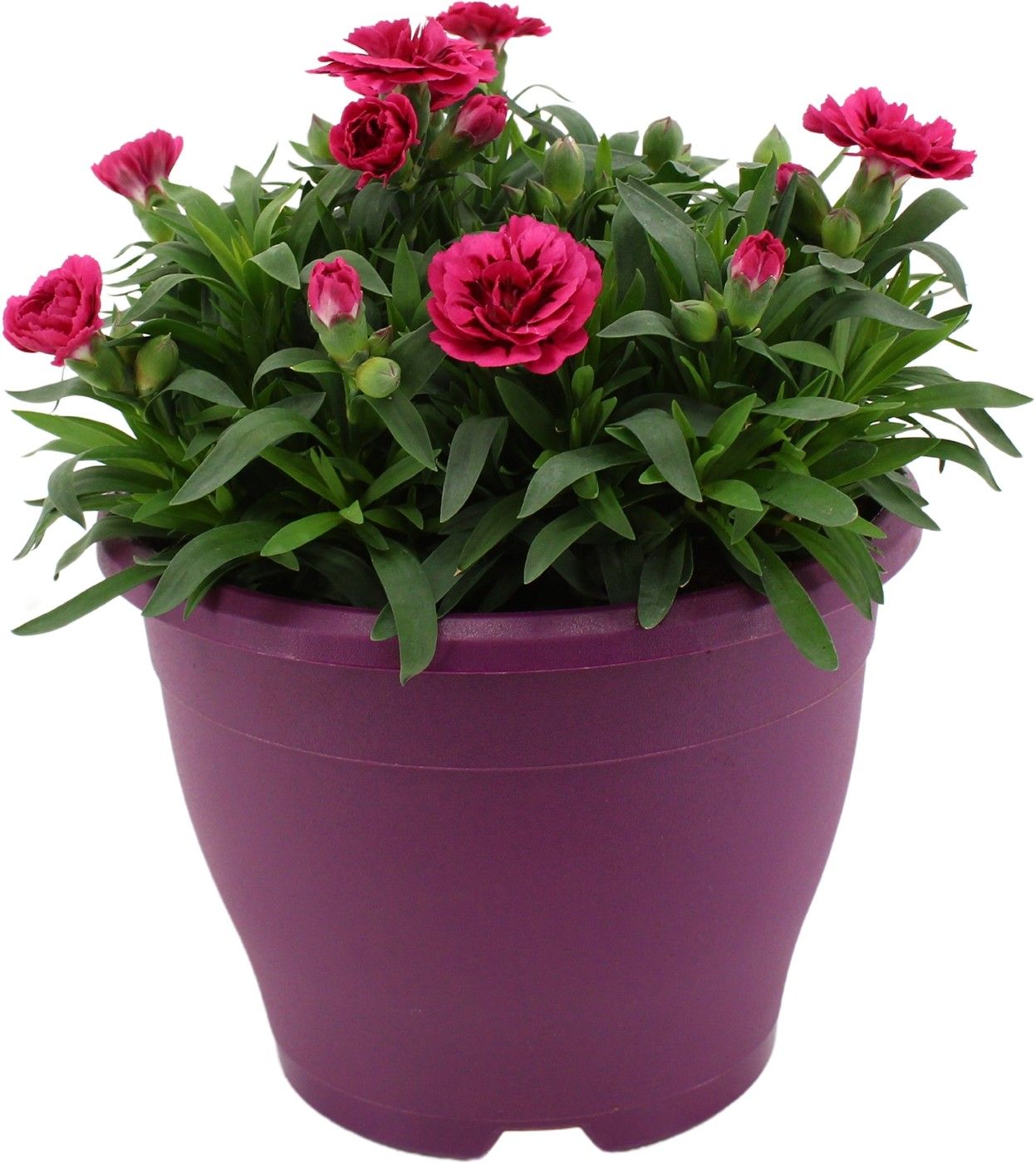 Hello Spring Dianthus Oscar in 19 cm Terras pot Paars, D 19