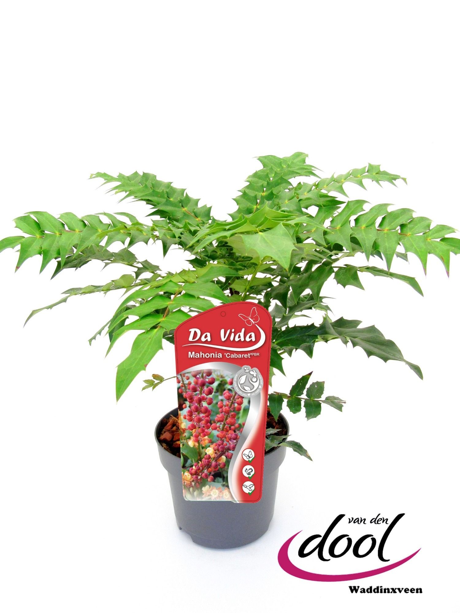 Mahonia nit. Cabaret, D 19