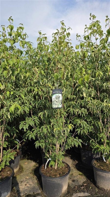 Cornus k. 'Milky Way', D 55