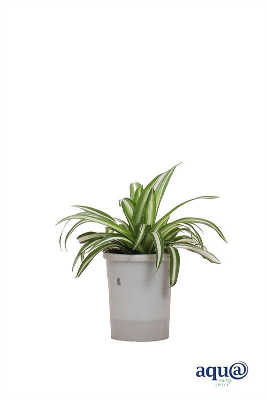 Chlorophytum p06 comosum Variegatum Aqu@, D 6