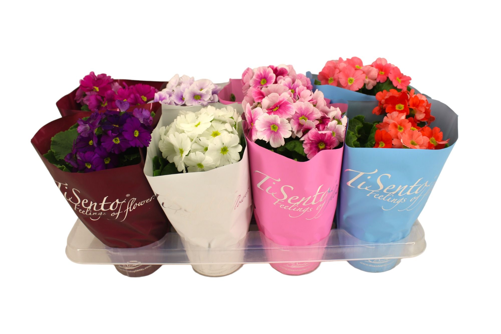 Primula 12 cm - Januari, D 12