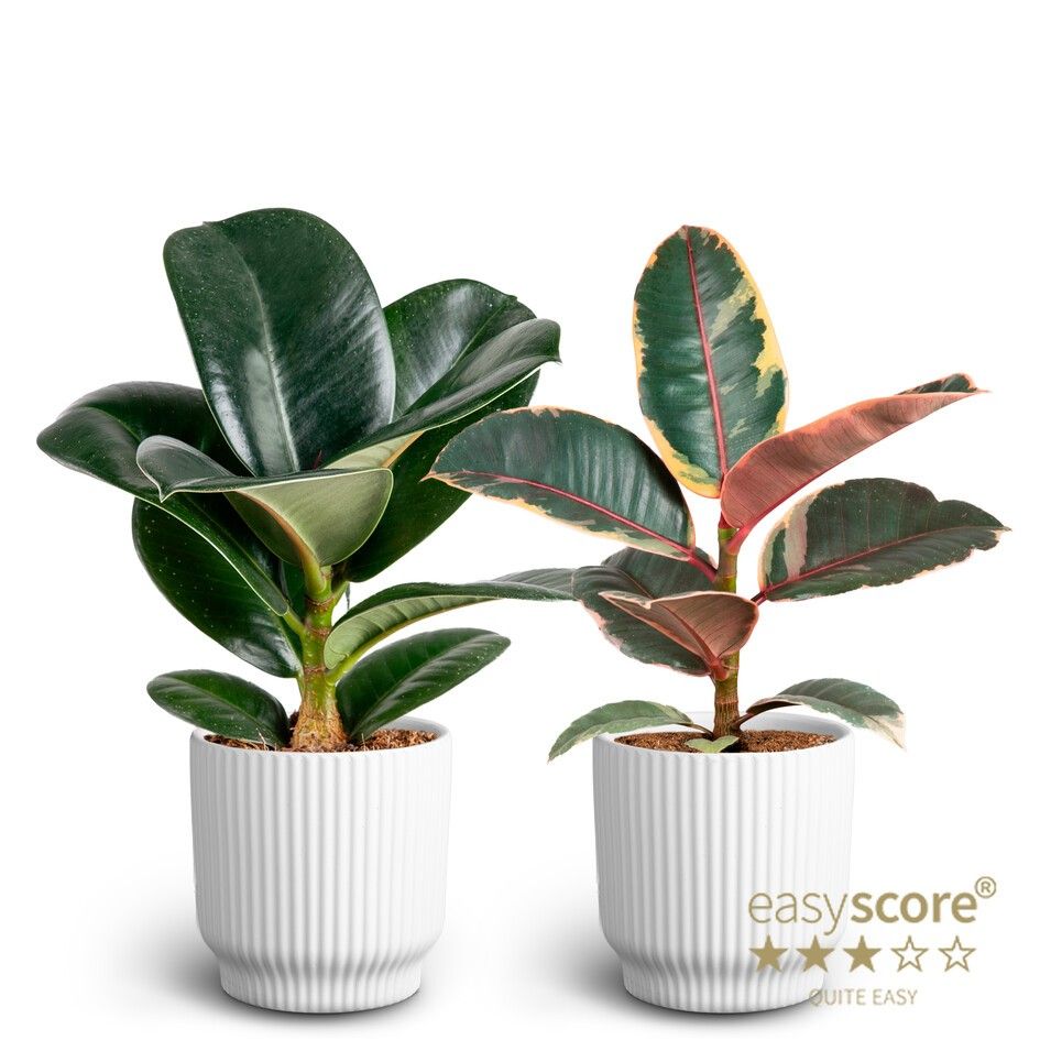 Nordic White, Ficus Elastica Collection, D 9