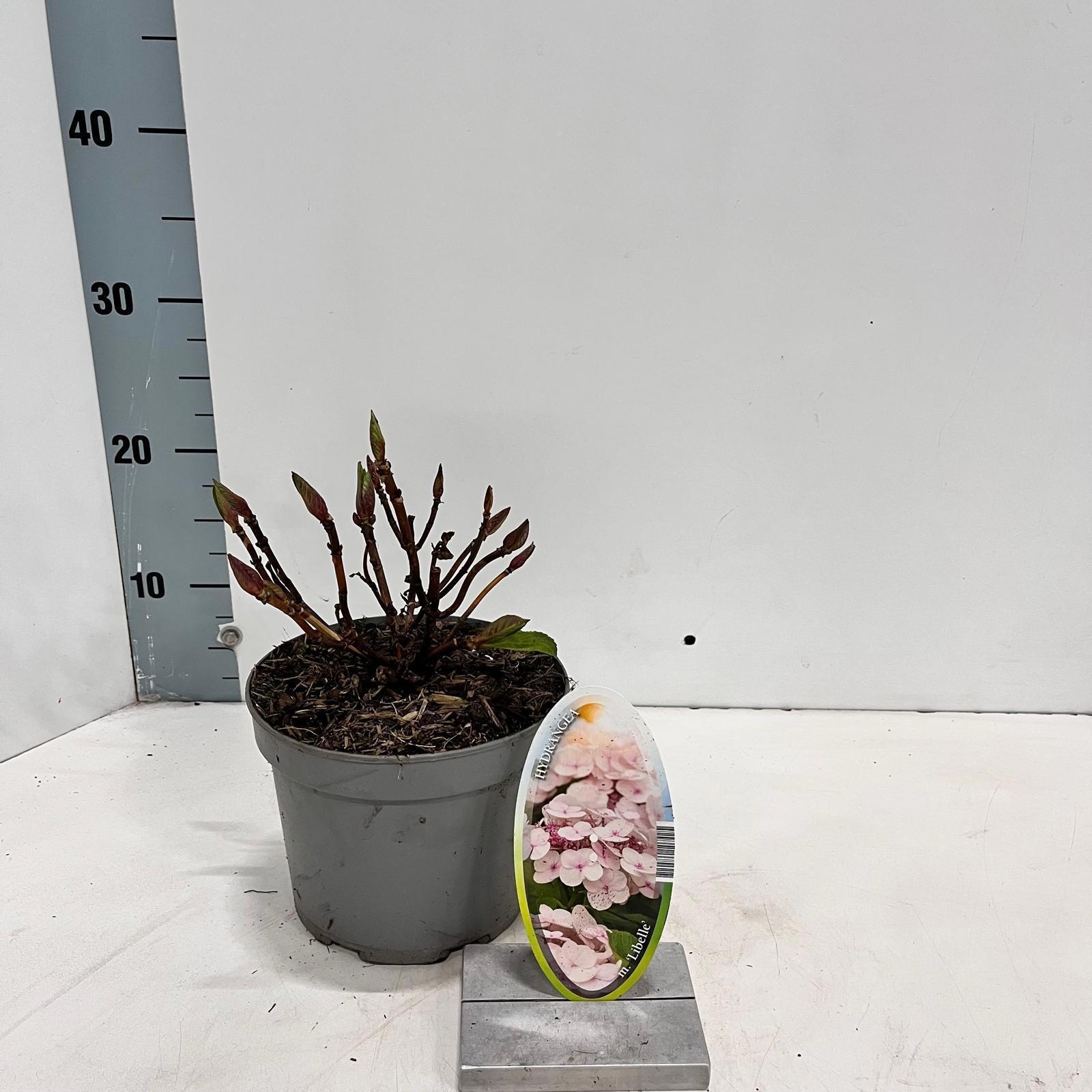 Hydrangea macr. 'Libelle' (Teller White), D 17