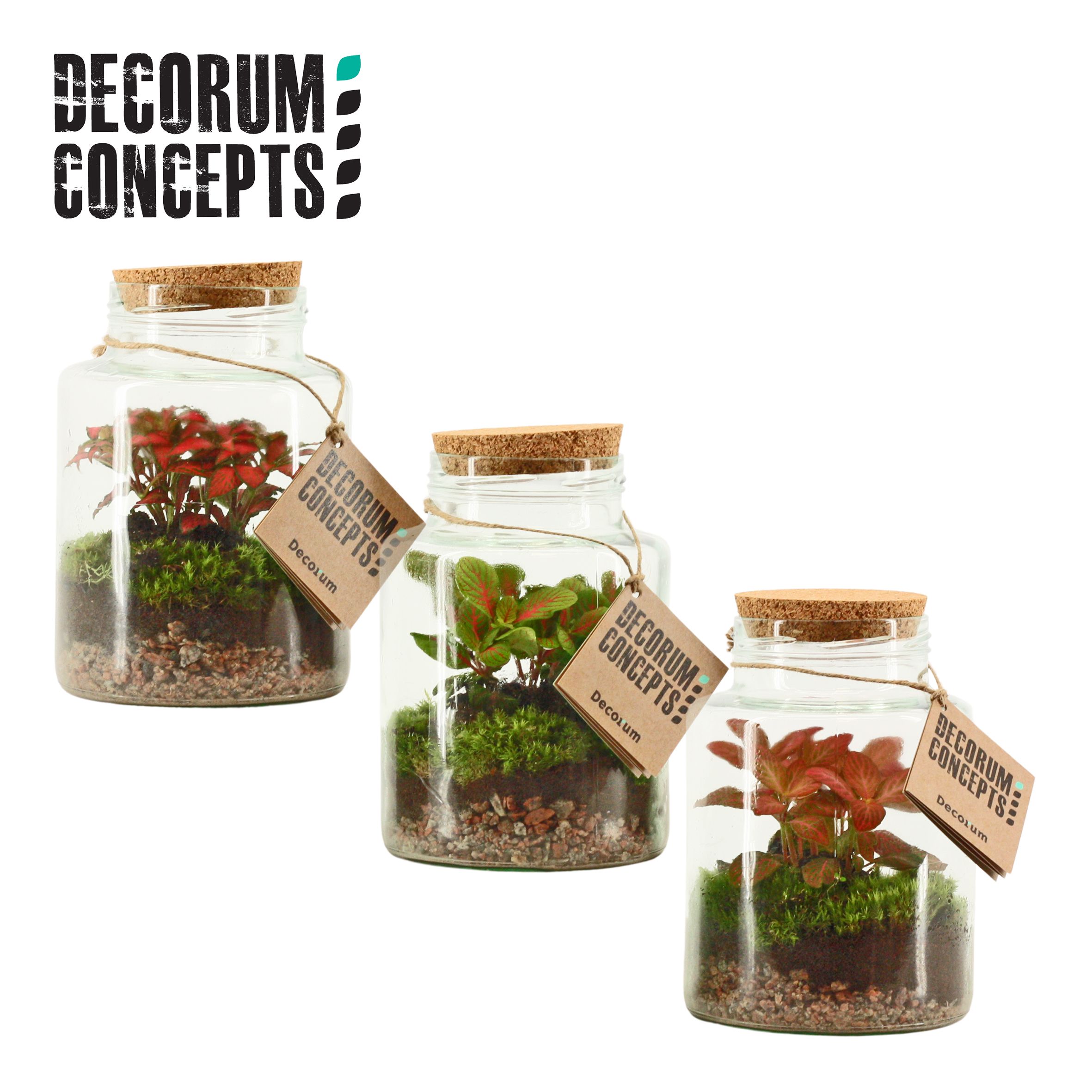 Terrarium Neptunus (Decorum concepts), D 16