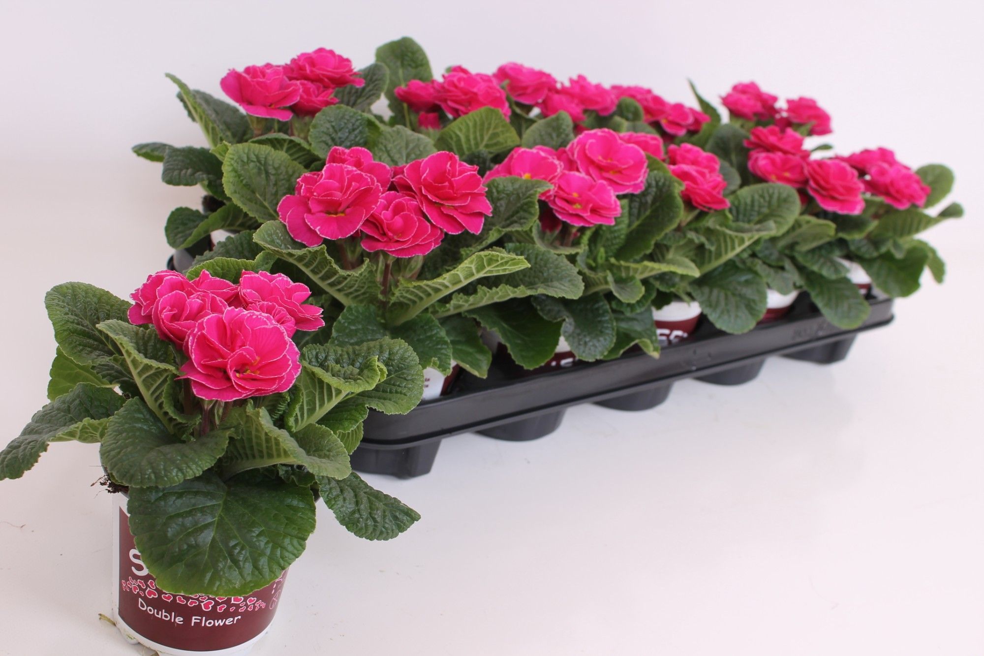 Primula Sweet Special - Rubens Rose Shades, D 11