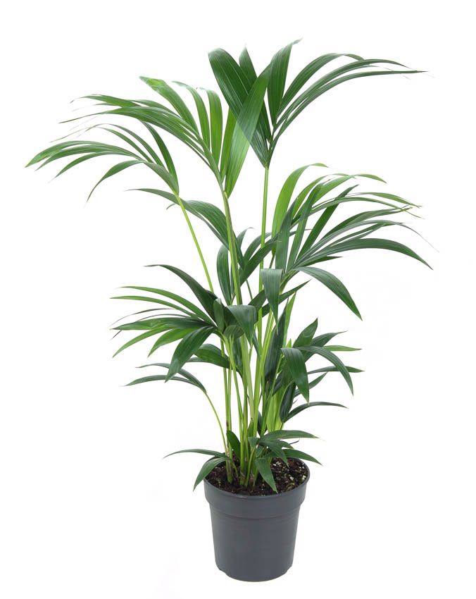 Howea Forsteriana(kentia) P19-80, D 19