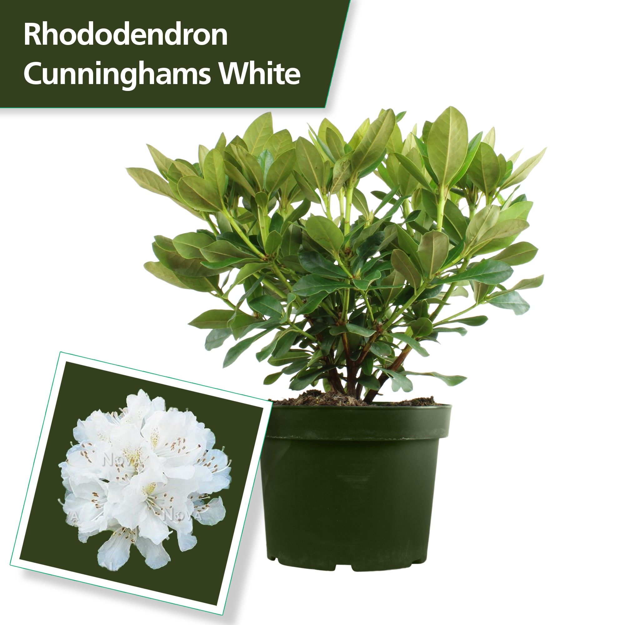 Rhodo. 'Cunningham's White' white, D 29