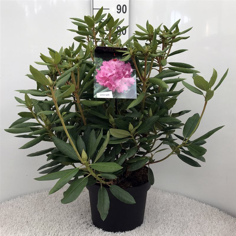 Rhodo. 'Roseum Elegans' pink, D 29