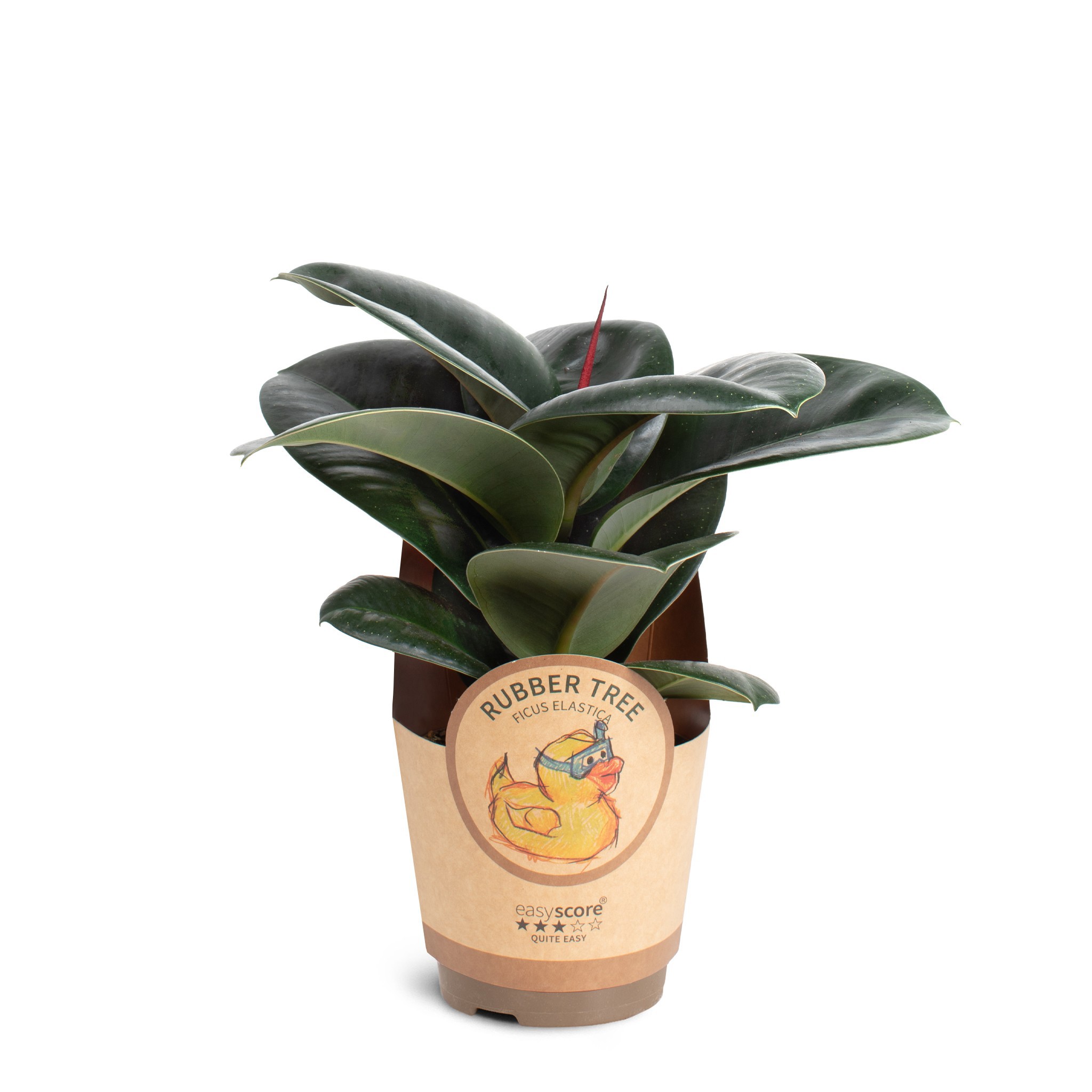 Ficus elastica ´Sofia´, D 11