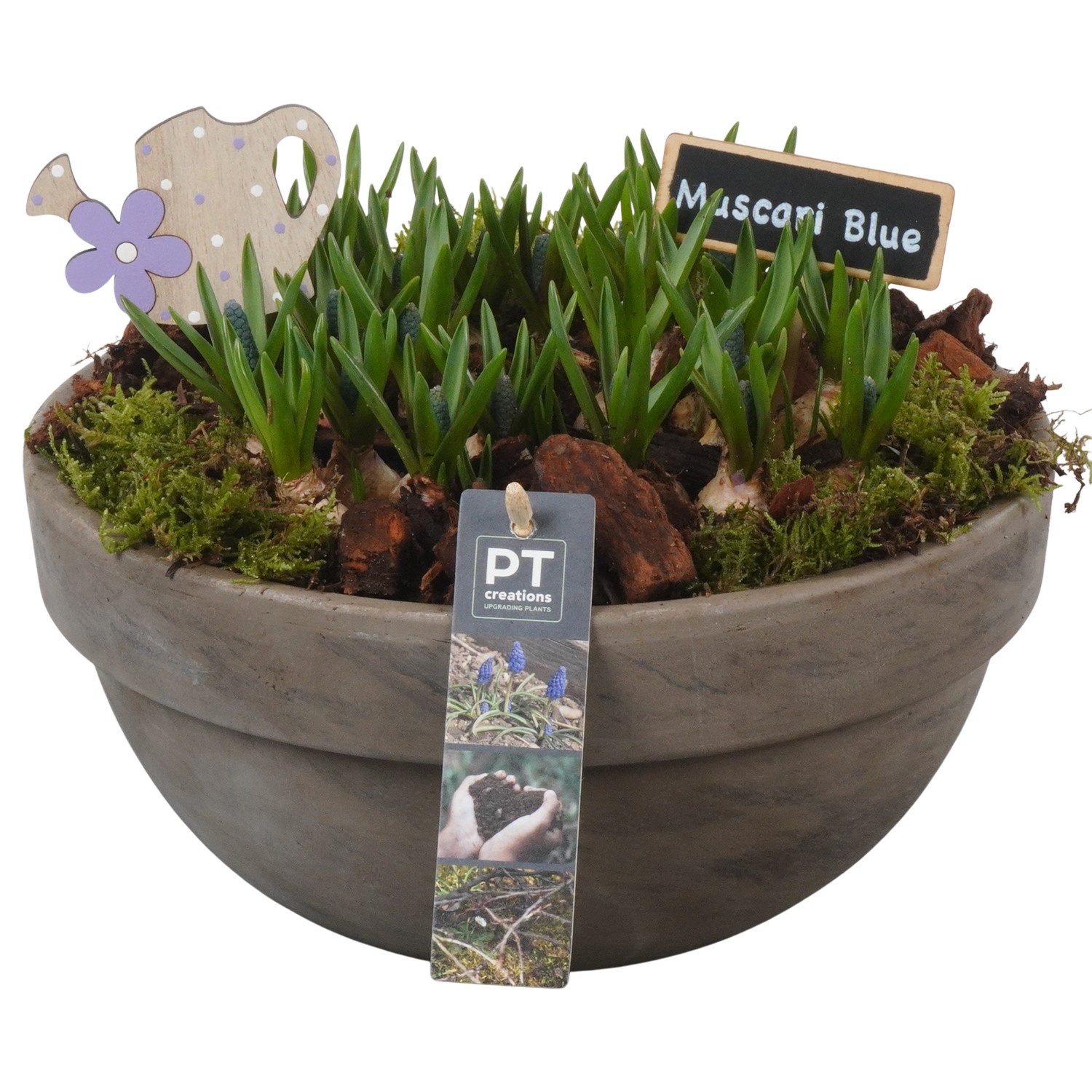 PTMB6259 Arrangement Muscari Blue in terracotta schaal, D 26