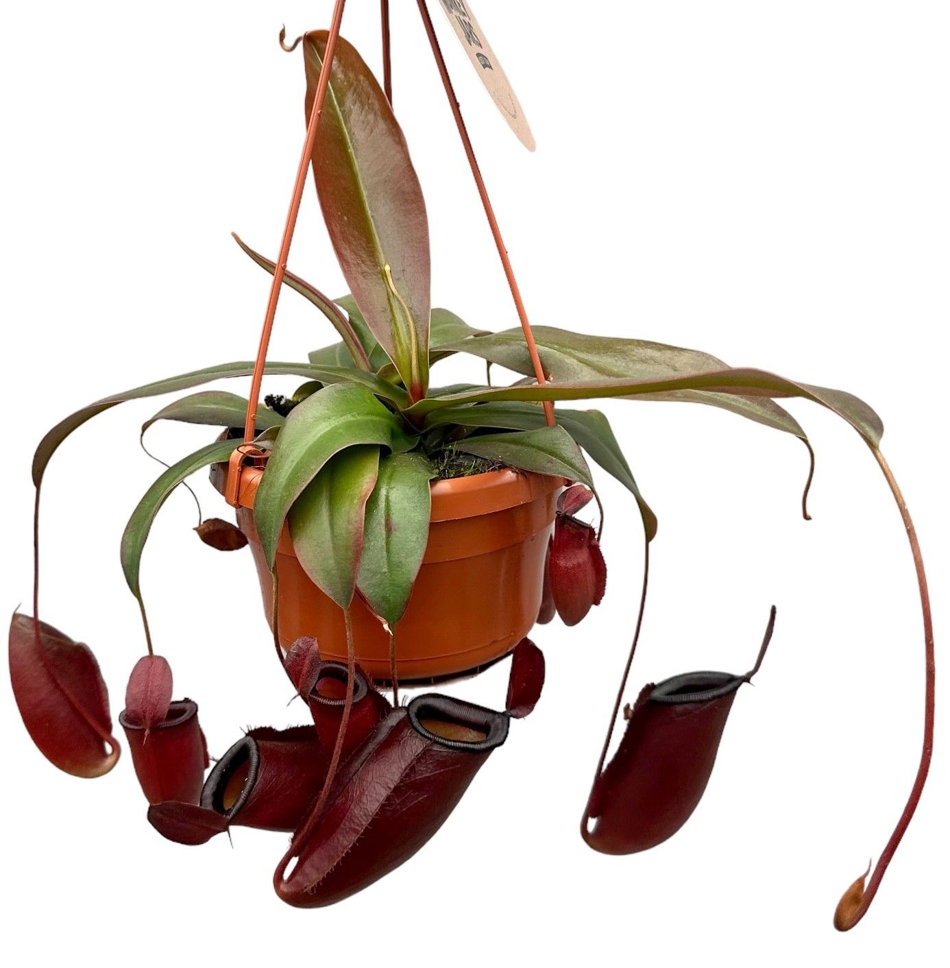 Nepenthes Monkey Jars Dark Secret, D 14