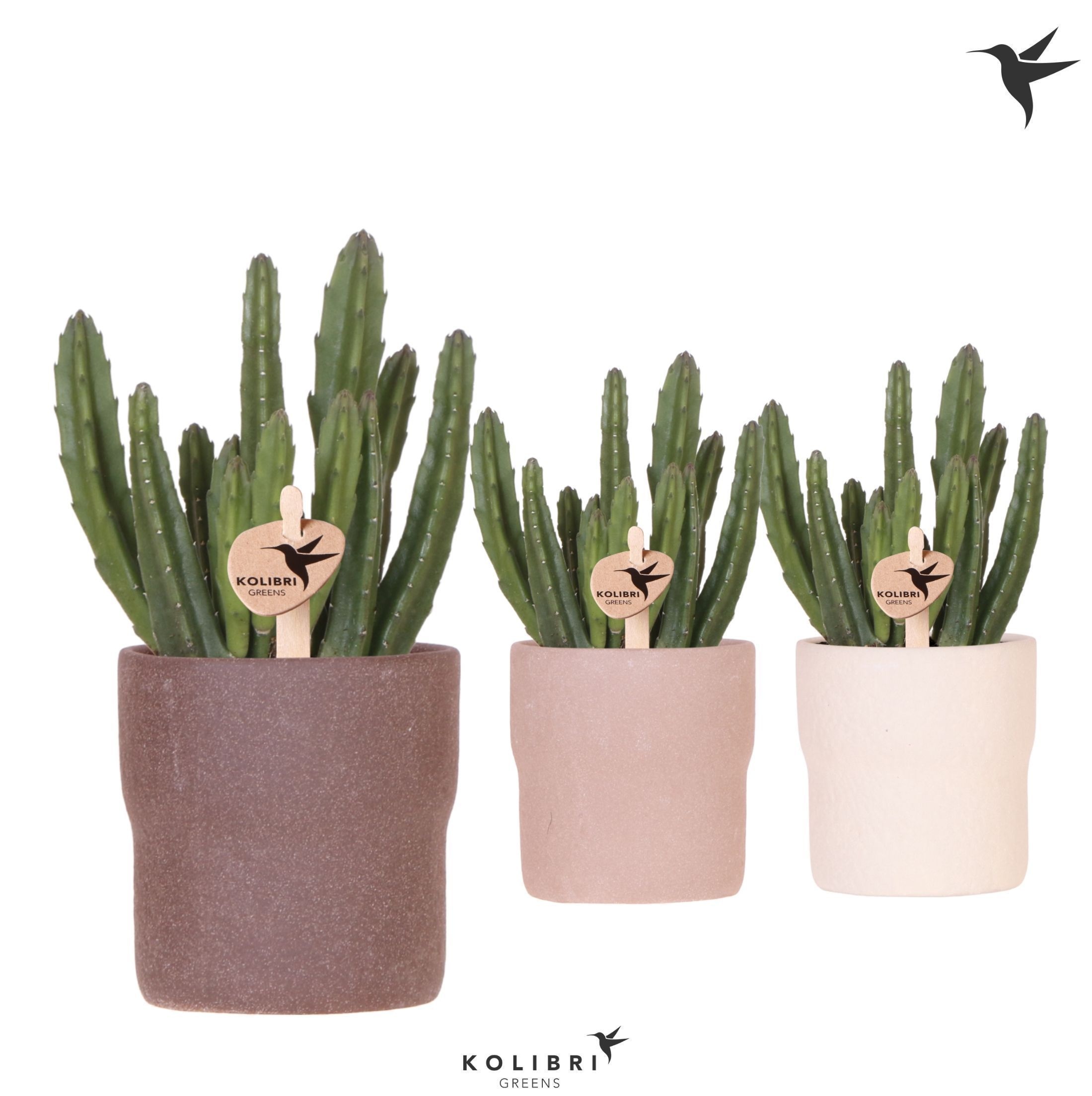 Kolibri Greens Stapelia Leendertziae in Rustic pot sand mix, D 9