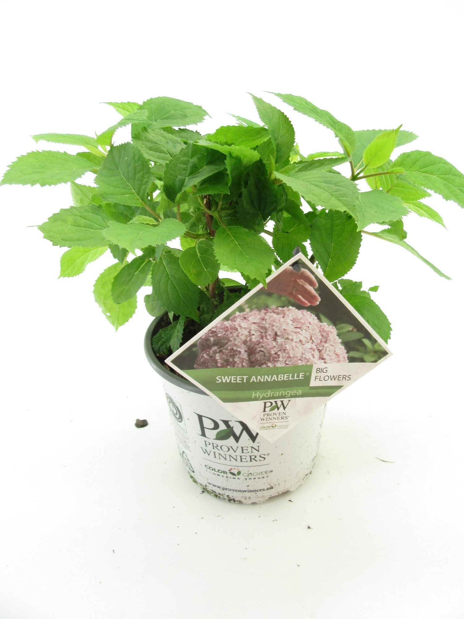 Hydrangea arb. Sweet Annabelle, D 19