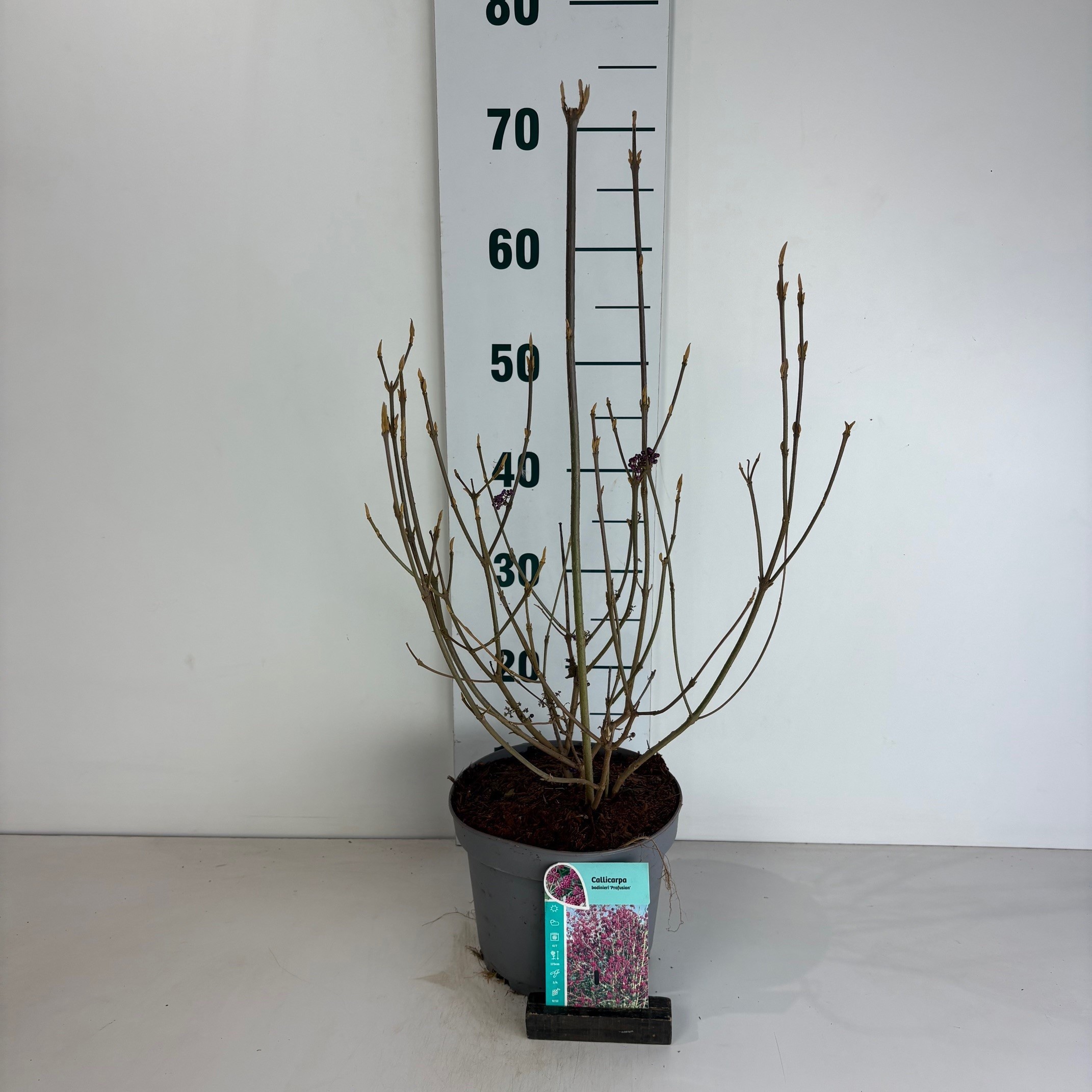 Callicarpa bodinieri Profusion, D 20
