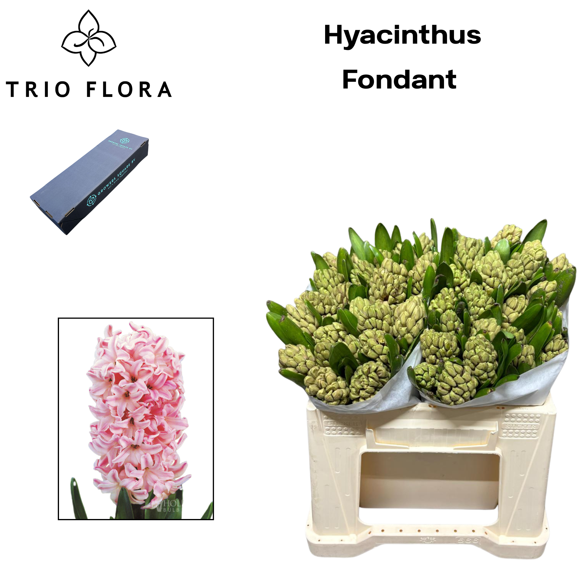 Гиацинт Фондант (роз.), шт.