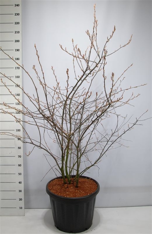 Amelanchier lamarckii, D 60